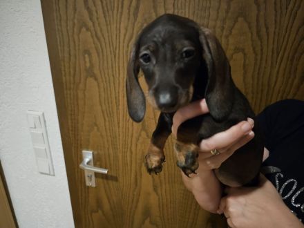 Zwergdackel Kaninchendackel Welpen