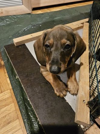 Zwergdackel Kaninchendackel Welpen