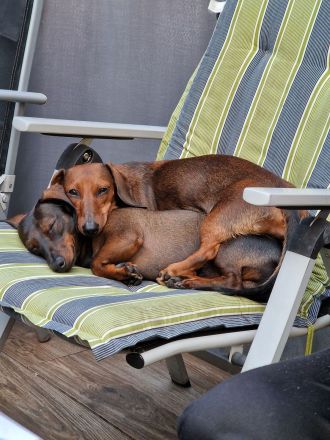 Zwergdackel Kaninchendackel Welpen
