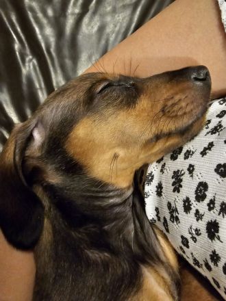 Zwergdackel Kaninchendackel Welpen