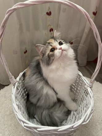 Perser Langhaar Kitten