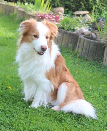 Border Collie Deckrüde ee-red
