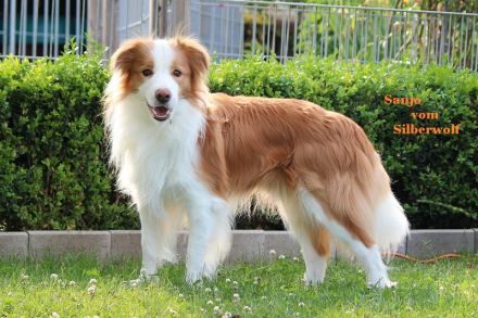 Border Collie Deckrüde ee-red