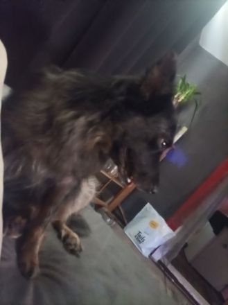 Hündin Australien Chepat Mix