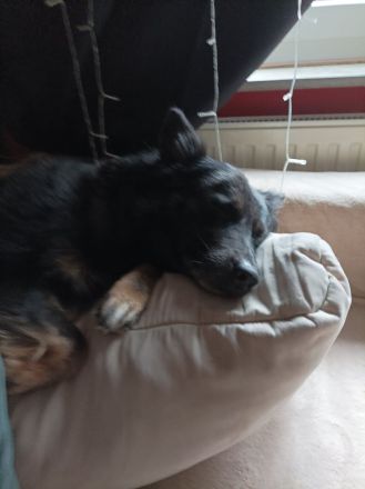 Hündin Australien Chepat Mix