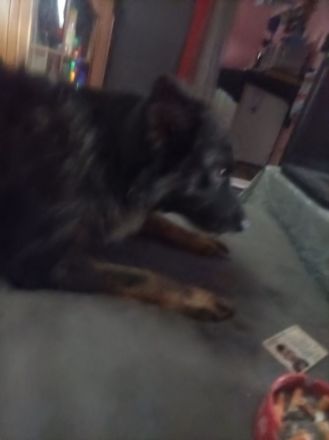 Hündin Australien Chepat Mix