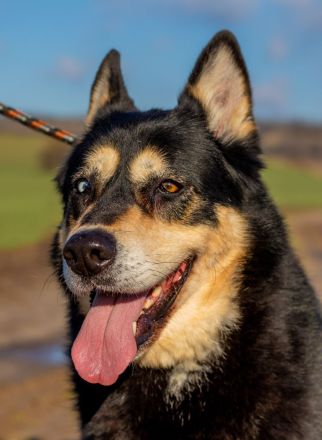 Pötyi sucht viel Bewegung in ihrem neuen Leben