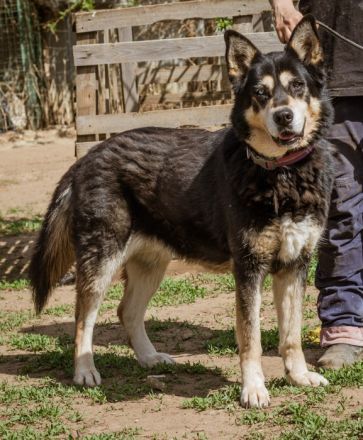 Pötyi sucht viel Bewegung in ihrem neuen Leben