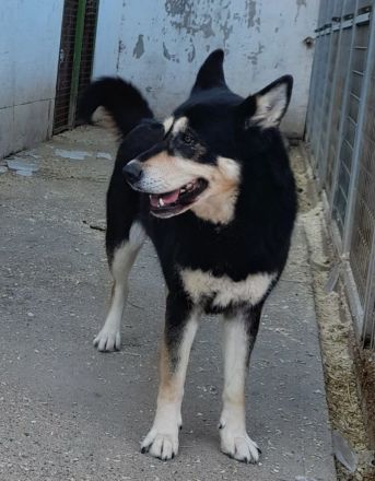 Pötyi sucht viel Bewegung in ihrem neuen Leben