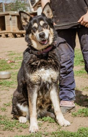 Pötyi sucht viel Bewegung in ihrem neuen Leben