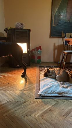 Top bitch of the French Bulldog