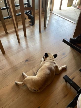 Top bitch of the French Bulldog