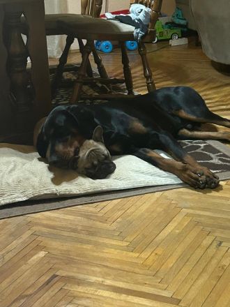 Top bitch of the French Bulldog