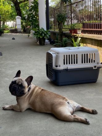 Top bitch of the French Bulldog