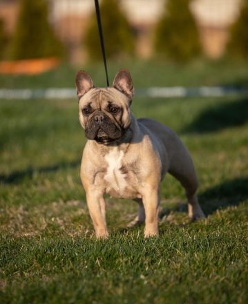 Top bitch of the French Bulldog