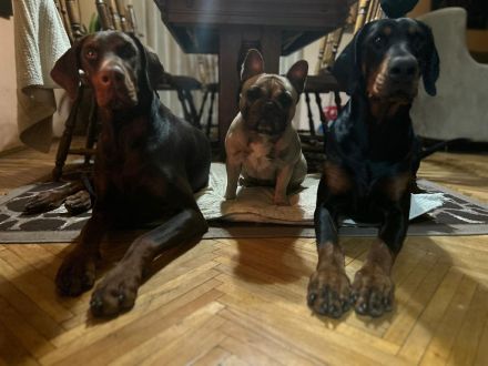 Top bitch of the French Bulldog