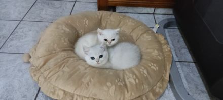 Reinrassige BKH Katzen