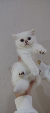 Reinrassige BKH Katzen