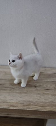 Reinrassige BKH Katzen