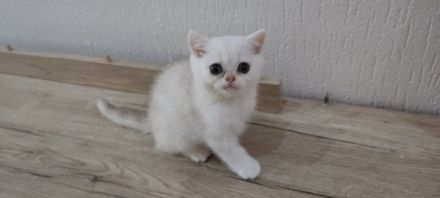 Reinrassige BKH Katzen