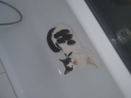 Kater in liebevolle Hände anzugeben