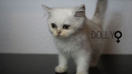 Reinrassige BKH Babys