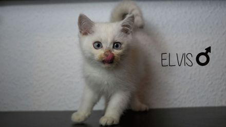 Reinrassige BKH Babys