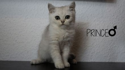 Reinrassige BKH Babys