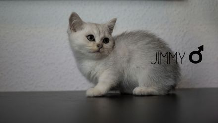 Reinrassige BKH Babys