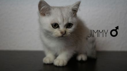 Reinrassige BKH Babys