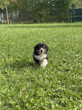 Australian Shepherd Welpen mit ASCA Papieren