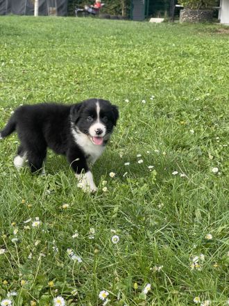 Australian Shepherd Welpen mit ASCA Papieren