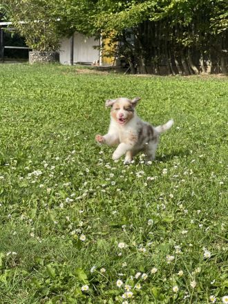 Australian Shepherd Welpen mit ASCA Papieren