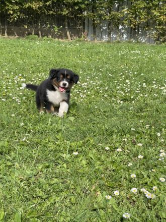 Australian Shepherd Welpen mit ASCA Papieren