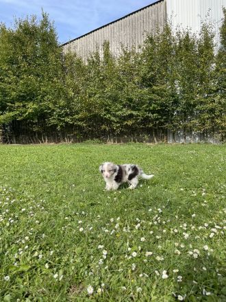 Australian Shepherd Welpen mit ASCA Papieren