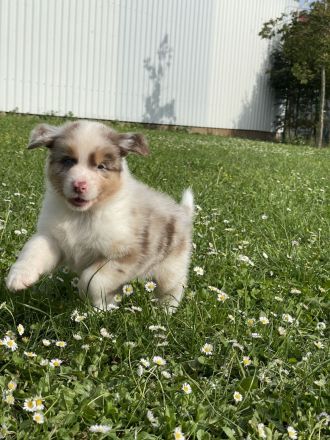 Australian Shepherd Welpen mit ASCA Papieren