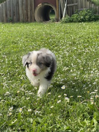 Australian Shepherd Welpen mit ASCA Papieren