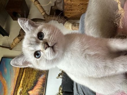 Britisch Kurzhaar Katzenbabys lilac, seal silver point, tabby, blaue Augen