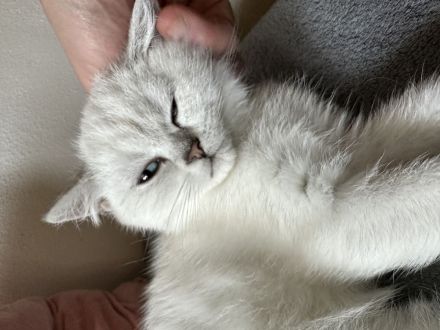 Britisch Kurzhaar Katzenbabys lilac, seal silver point, tabby, blaue Augen