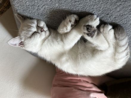 Britisch Kurzhaar Katzenbabys lilac, seal silver point, tabby, blaue Augen