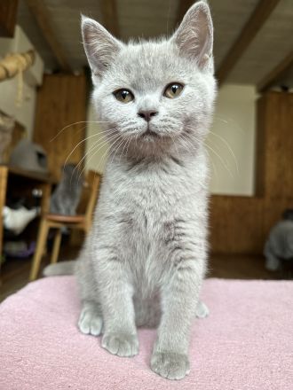 Britisch Kurzhaar Katzenbabys lilac, seal silver point, tabby, blaue Augen