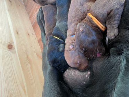Labrador Welpen