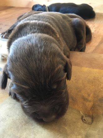 Labrador Welpen