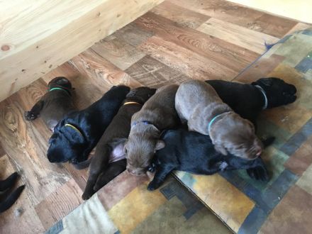 Labrador Welpen
