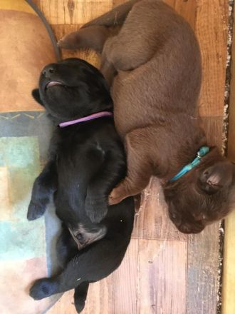 Labrador Welpen