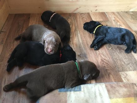 Labrador Welpen