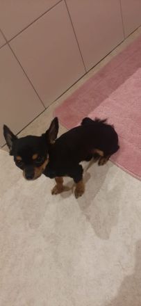 Süßer reinrassiger Chihuahua rüde