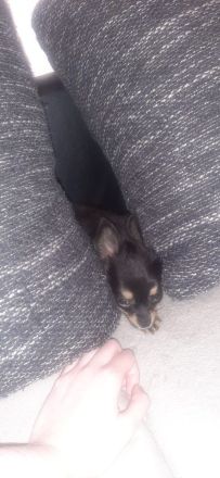 Süßer reinrassiger Chihuahua rüde