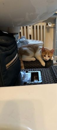 BKH mix kater 6 Monate jung