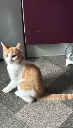 BKH mix kater 6 Monate jung